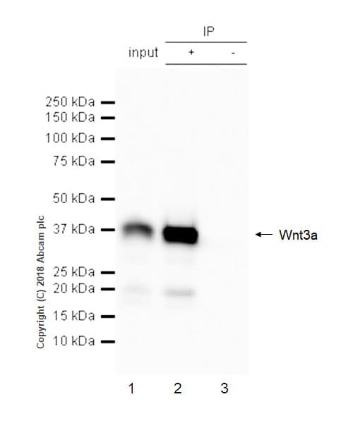 Anti-Wnt3a antibody [EPR21889] - BSA and Azide free(AB234099)