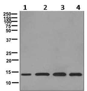 Rpl30 Antibody Epr11624 Bsa And Azide Free Ab249601  Western Blot Img116229
