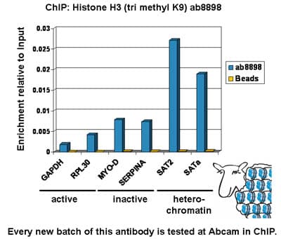 Histone H3 (K9 methylation) Panel (mono methyl K9, di methyl K9, tri methyl K9)(AB113754)