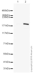 Hrp Crispr Cas9 Antibody 7a9 3a3 Ab202580  Western Blot Img56695