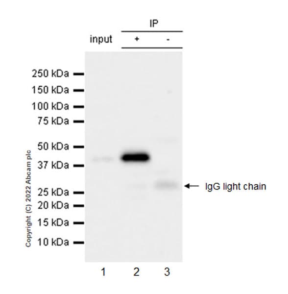 VeriBlot for IP Detection Reagent (HRP)(AB131366)