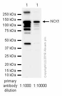 Anti-NCX1 antibody [EPR12739](AB177952)