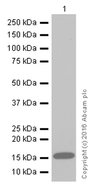 Anti-Lysozyme antibody [EPR2994(2)](AB108508)