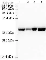 Anti-beta Actin antibody [mAbcam 8226] - Loading Control(AB8226)