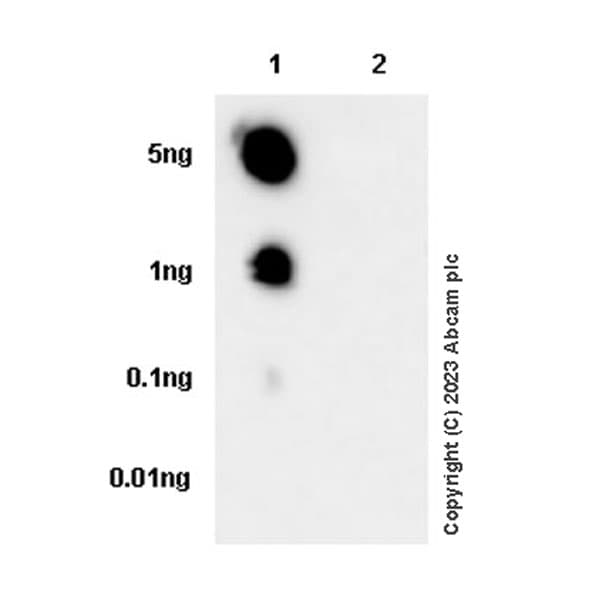 Anti-Histone H3 antibody [1B1B2](AB309551)