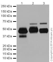 Tpp1 Antibody Epr16537 Ab195234  Western Blot Img16094