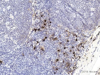 Anti-Mast Cell Tryptase antibody [AA1](ab2378)