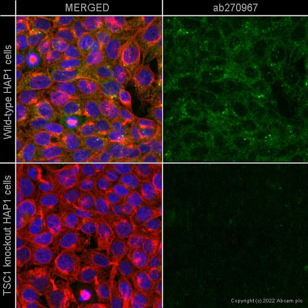 Anti-Hamartin Antibody [EPR24364-109] (AB270967)
