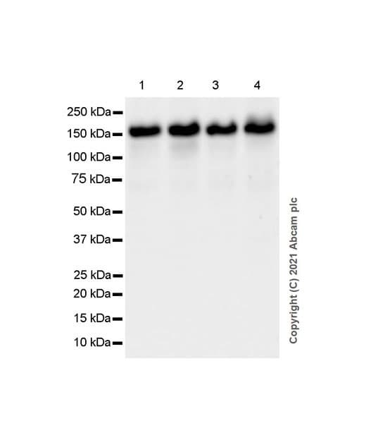 Anti-Hamartin Antibody [EPR24364-109] (AB270967)