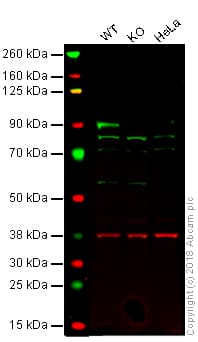 Braf Antibody Ep152y Ab33899  Western Blot Img3099