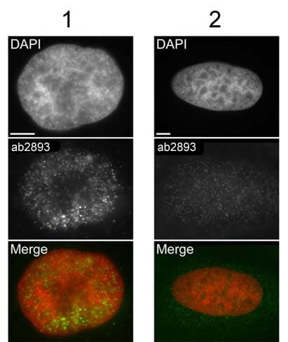 Anti-gamma H2A.X (phospho S139) antibody(AB2893)