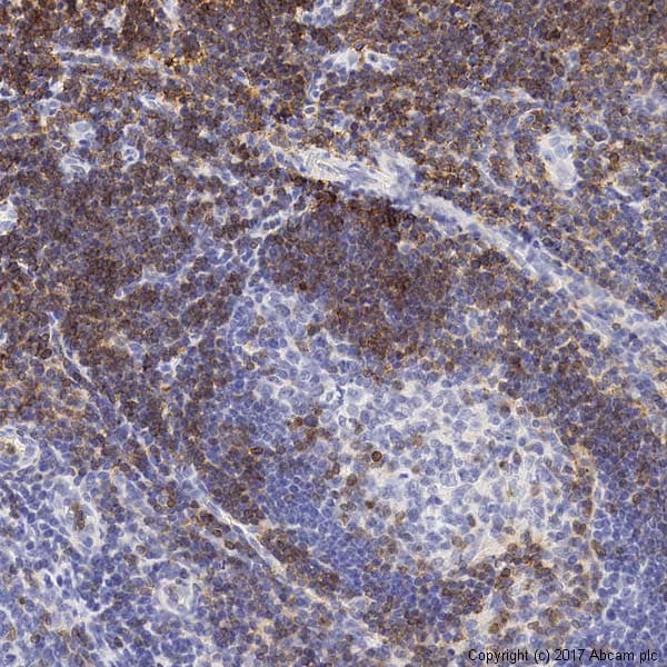 Anti-CD3 epsilon antibody(ab5690)