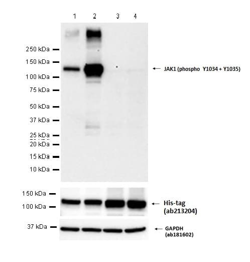 Jak1 Phospho Y1034 Y1035 Antibody Epr18992 Ab138005  Western Blot Img437271