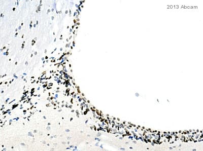 Anti-PCNA antibody(AB18197)