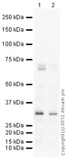 Goat Rabbit Igg H L Hrp Preadsorbed Ab97080  Western Blot Img95625
