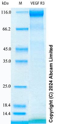 Ab322750  Sds Page Img439250