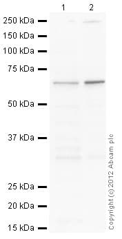 HeLa nuclear extract lysate(AB150036)