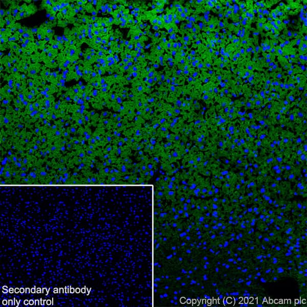 Anti-KCC2 antibody [EPR24203-85](AB259969)