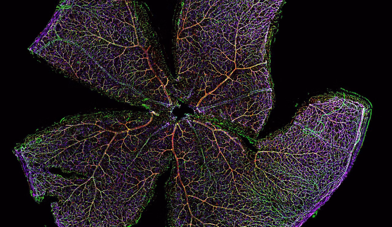 THUNDER Mouse Retina Cleared Tilescan Projection Small Kid21776055