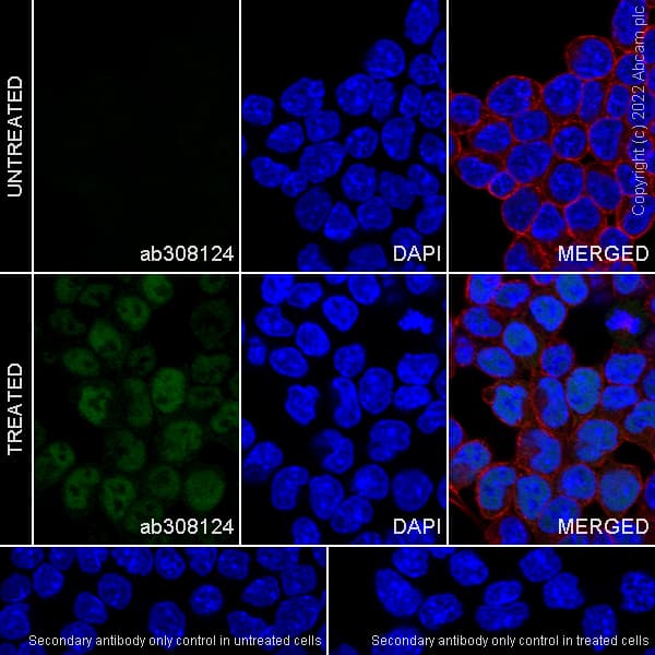 Anti-Stra8 antibody [EPR27083-56](AB308124)