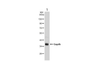 Anti-GAPDH antibody - Loading Control(AB210113)