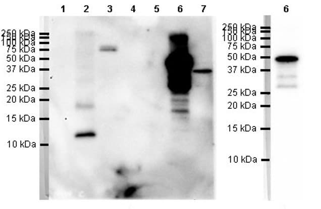 Mip 1 Alpha Ccl3 Ccl4 Mip 1 Beta Ccl3l1 Ccl4l1 Antibody Epr19900 275 Ab206429  Western Blot Img173608