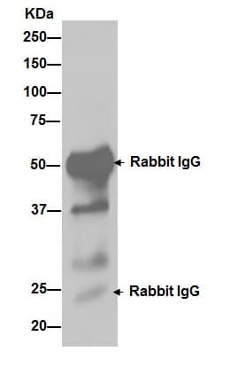 Anti-IKB alpha antibody [E130] - BSA and Azide free(AB215972)
