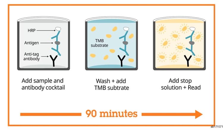 Human p53 ELISA Kit(AB171571)
