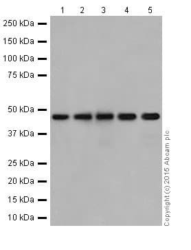 Anti-UQCRC2 antibody [EPR13051](AB203832)