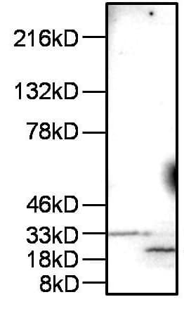Anti-MAL antibody(AB15418)