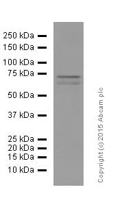 Anti-MMP2 antibody [EPR1184](AB92536)
