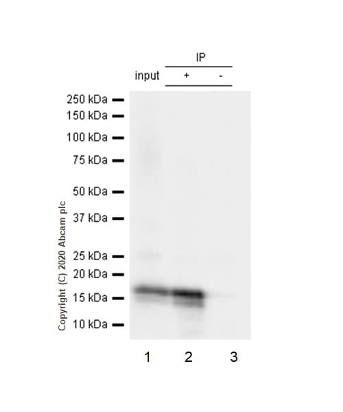 Anti-beta Synuclein antibody [EP1537Y] - BSA and Azide free(AB221908)