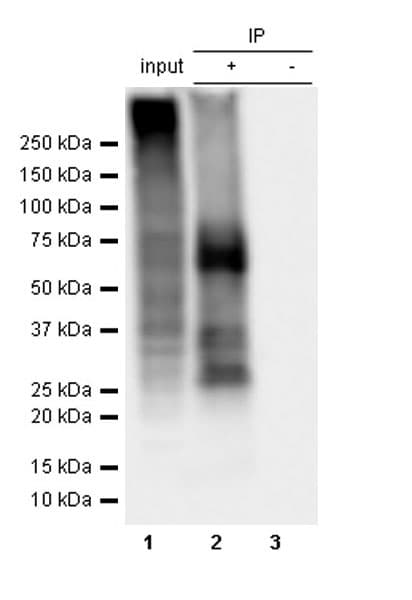 Gentamicin Antibody Epr27991 65 Bsa And Azide Free Ab314127  Immunoprecipitation Img420108