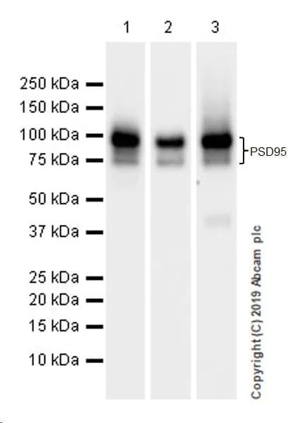 Synaptic Marker (Synaptophysin, Synapsin1, PSD95, VAMP2) Antibody Sampler Panel - Human, Mouse(AB263463)