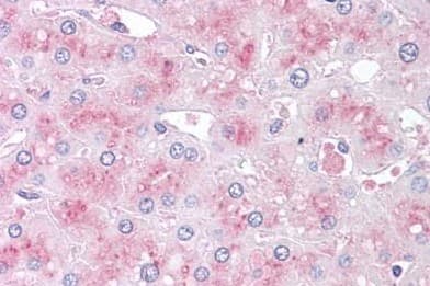 Slitrk6 Antibody Ab188813  Immunohistochemistry Formalin Pfa Fixed Paraffin Embedded Sections Img132555