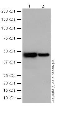 Anti-UQCRC2 antibody [EPR13051](AB203832)