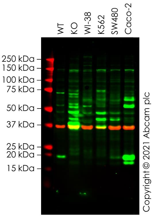 Human Ube2c Knockout Hela Cell Line Ab265032  Western Blot Img168459