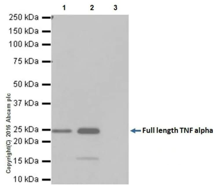 Anti-TNF alpha antibody [EPR19147](AB183218)