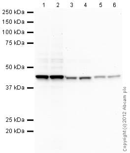 Mouse monoclonal [SB62a] Anti-Rabbit IgG light chain (HRP)(AB99697)