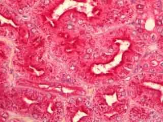 Anti-GNAQ antibody(AB128060)