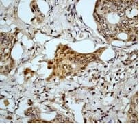 Caspase 9 Antibody E84 Bsa And Azide Free Ab247220  Immunohistochemistry Formalin Pfa Fixed Paraffin Embedded Sections Img115560