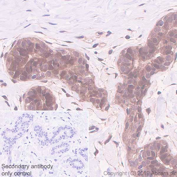 Anti-MTAP antibody [EPR22570-76](ab254265)