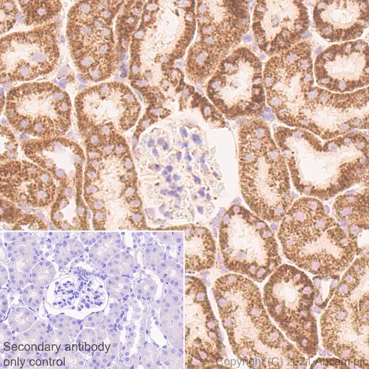 Anti-TOMM20 antibody [EPR15581-39] - Mouse IgG1 (Chimeric)(AB283317)