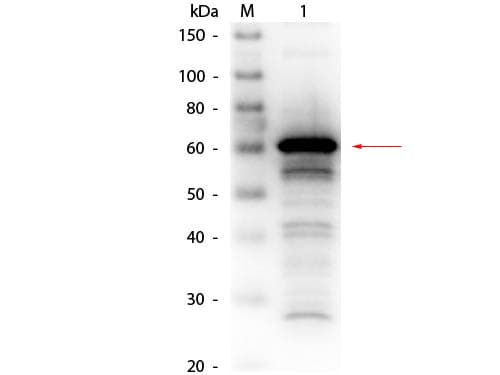 Biotin Anti-Human Serum Albumin antibody(AB24207)