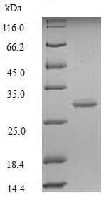 Recombinant Mouse GLP-1R protein (His tag)(ab226315)