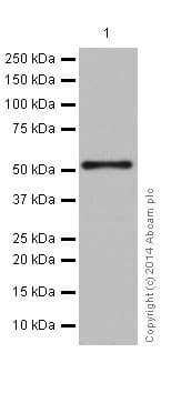Anti-alpha Tubulin antibody [EP1332Y] - Microtubule Marker(AB52866)