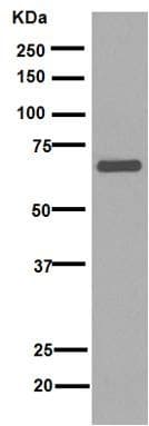 Anti-Lamin B1 antibody [EPR8985(B)] - Nuclear Envelope Marker(AB133741)