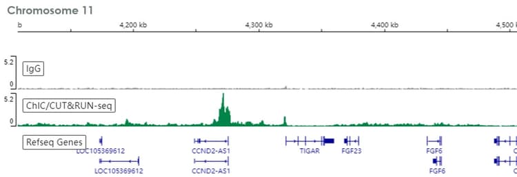 Anti-SUZ12 antibody [EPR5234(N)] - ChIP Grade(AB175187)