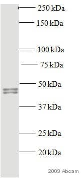Anti-Rad51 antibody [14B4](AB213)