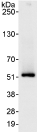 Ptrf Antibody Ab76919  Immunoprecipitation Img95408
